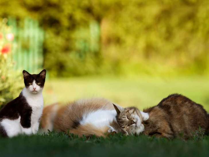 Alsa'Pets