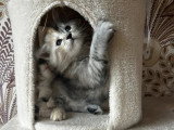 Panache & Moustache