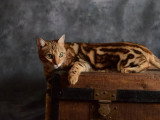 La Folie Animale