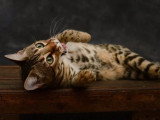 La Folie Animale