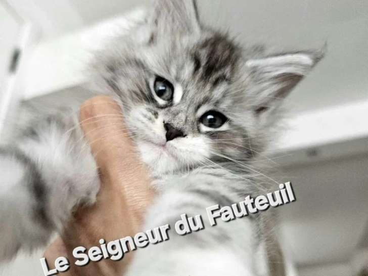 Le Seigneur du Fauteuil