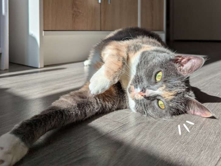 Catnidélia
