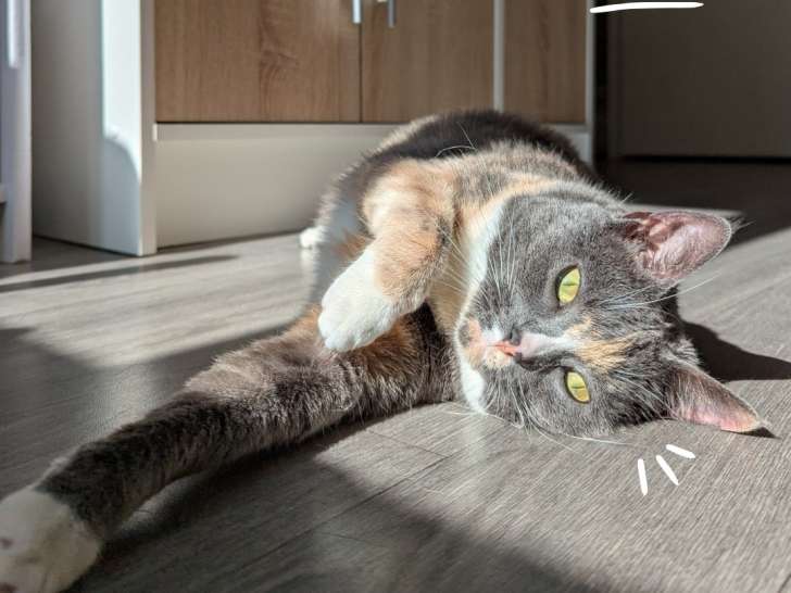 Catnidélia