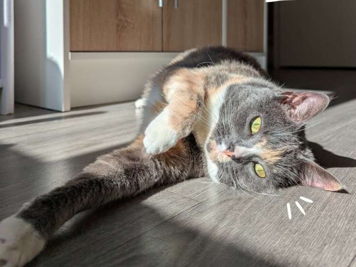 Catnidélia