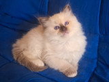 Lionheart Kings Cattery