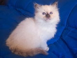 Lionheart Kings Cattery