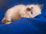 Lionheart Kings Cattery
