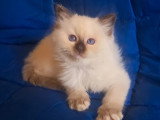 Lionheart Kings Cattery