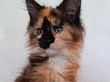 Lionheart Kings Cattery
