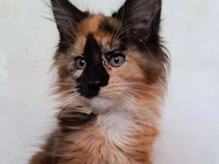 Lionheart Kings Cattery