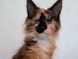 Lionheart Kings Cattery