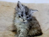 Lionheart Kings Cattery
