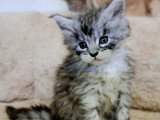 Lionheart Kings Cattery