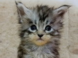 Lionheart Kings Cattery