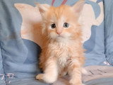 Lionheart Kings Cattery