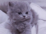 Lionheart Kings Cattery