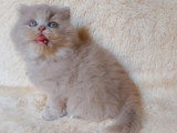 Lionheart Kings Cattery