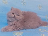 Lionheart Kings Cattery