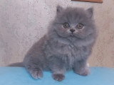 Lionheart Kings Cattery