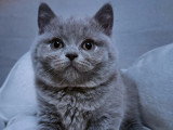 Lionheart Kings Cattery