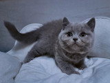 Lionheart Kings Cattery