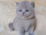 Lionheart Kings Cattery