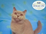 Lionheart Kings Cattery