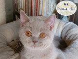 Lionheart Kings Cattery