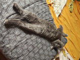 La vie est belle pourt Aki dans sa nouvelle famille