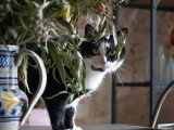 Animal Subject