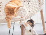 Animal Subject