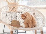 Animal Subject
