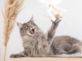 Animal Subject