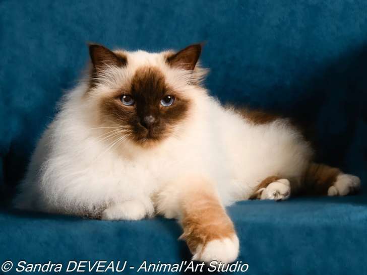 Animal'Art Studio