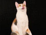 Animal'Art Studio