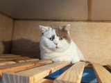 Des Canailles de la Bergerie