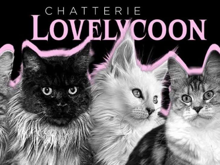 Lovelycoon