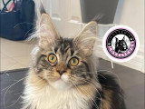 Lovelycoon