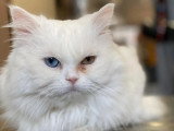 Aristo Pets