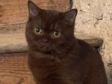 British Oliver