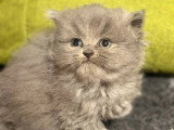 British Oliver