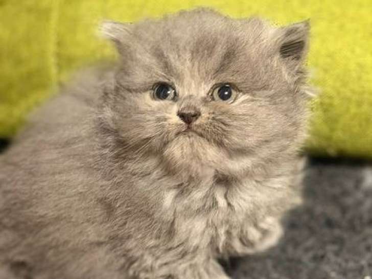 British Oliver
