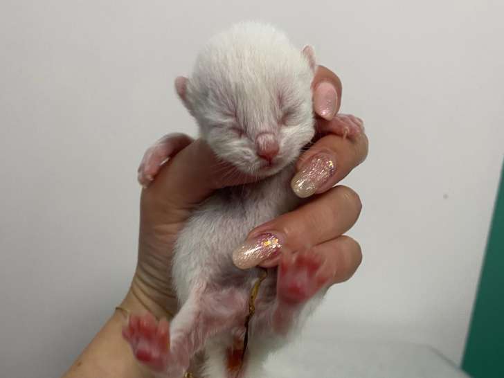 Chatterie des 7’N Rock