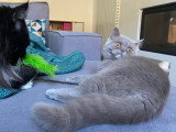 Chatterie des 7’N Rock