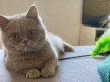 Chatterie des 7’N Rock
