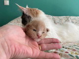 Chatterie des 7’N Rock