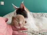 Chatterie des 7’N Rock