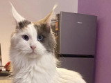 Chatterie des 7’N Rock