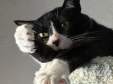 Absolument Animal