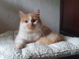 Absolument Animal